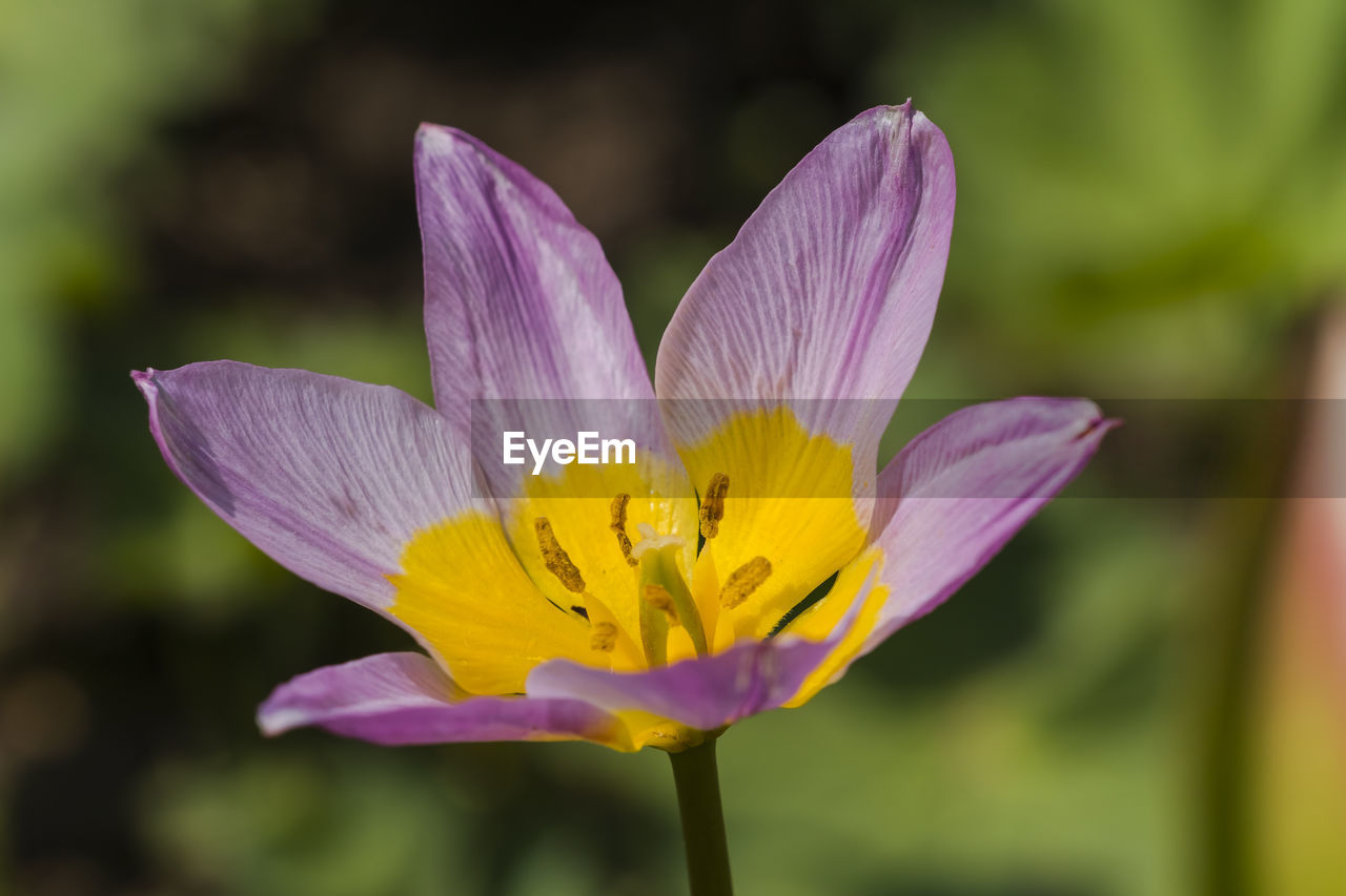 CLOSE-UP OF PURPLE LOTUS