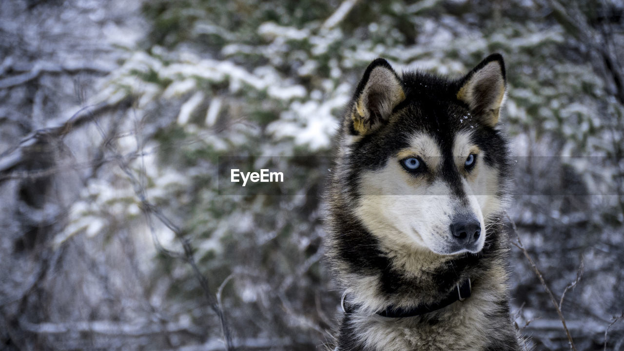 Siberian husky looking against dry plants during winter