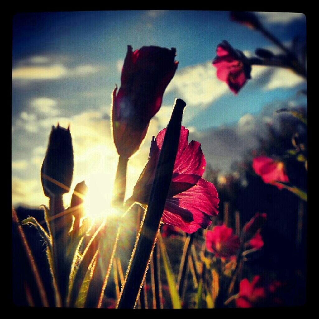 CLOSE-UP OF FLOWERS BLOOMING AGAINST SKY