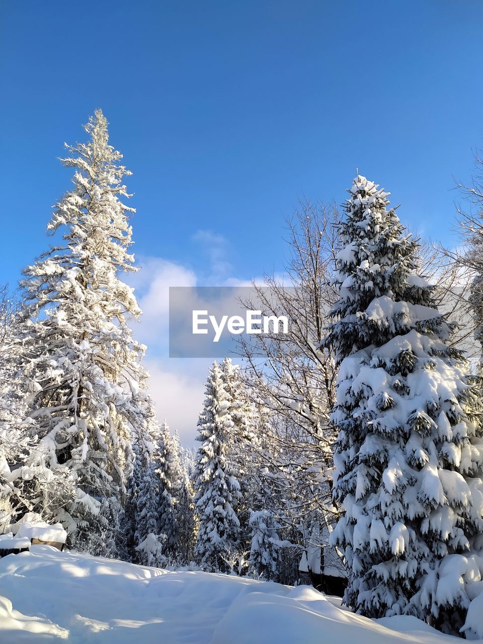 Snow covered pine trees against sky