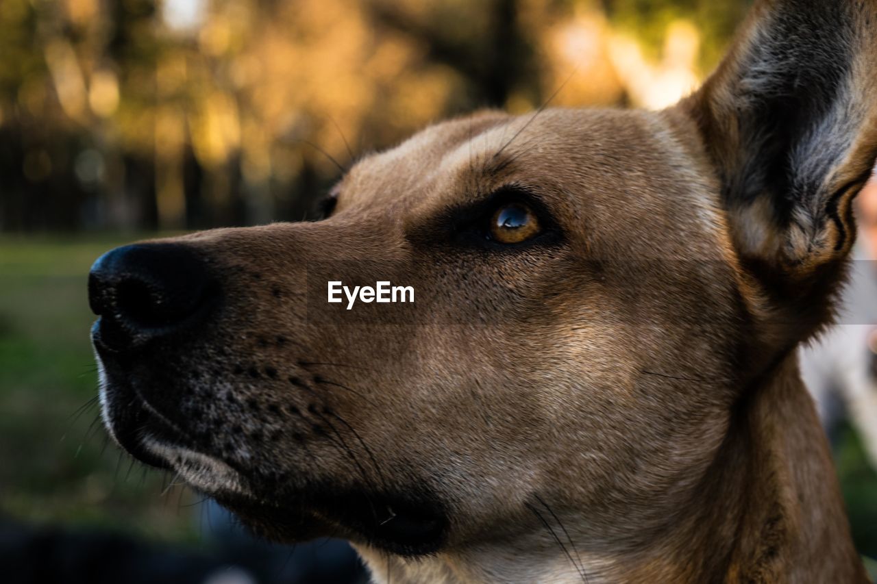 Close-up of dog looking away