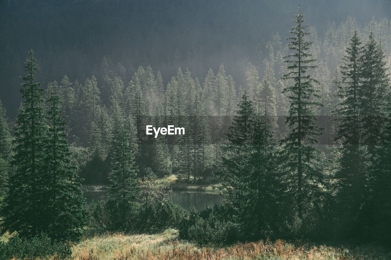 View of pine trees in forest during foggy weather