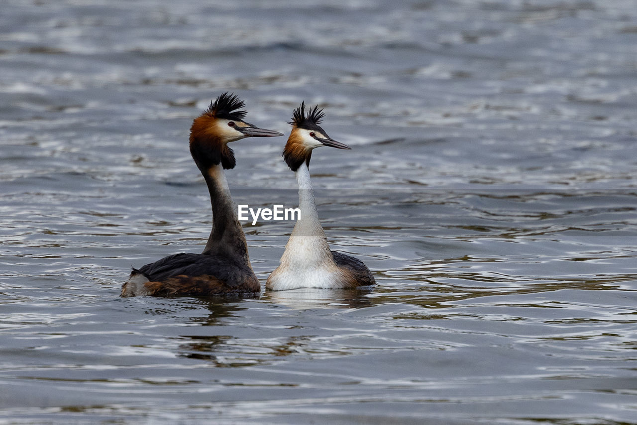 Ducks swimming in lake