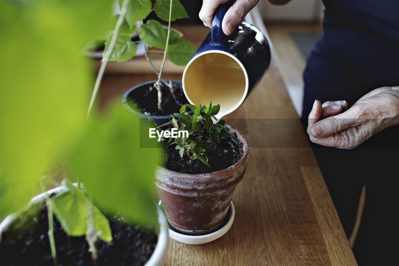 Midsection of retired senior woman watering potted plants on kitchen counter at home