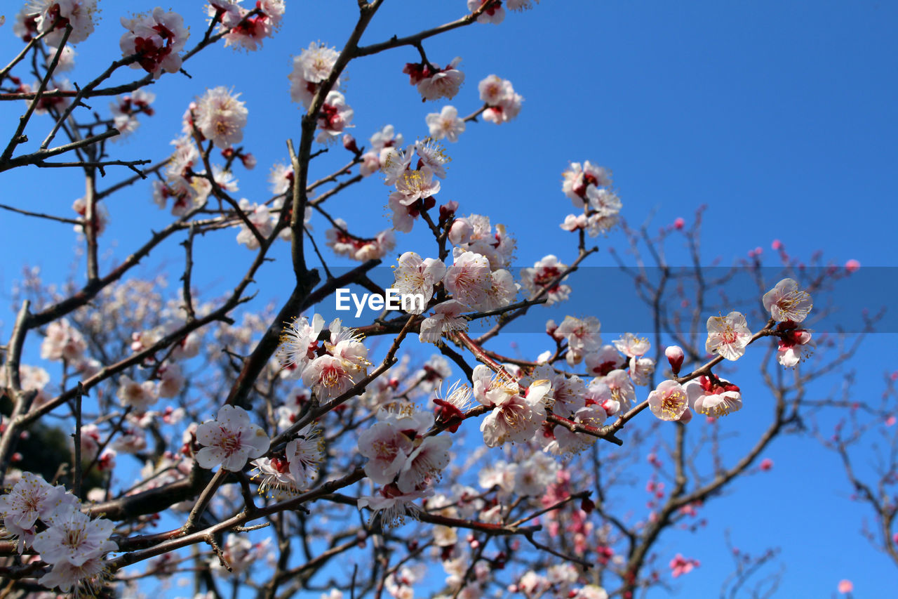 LOW ANGLE VIEW OF CHERRY BLOSSOMS AGAINST CLEAR BLUE SKY