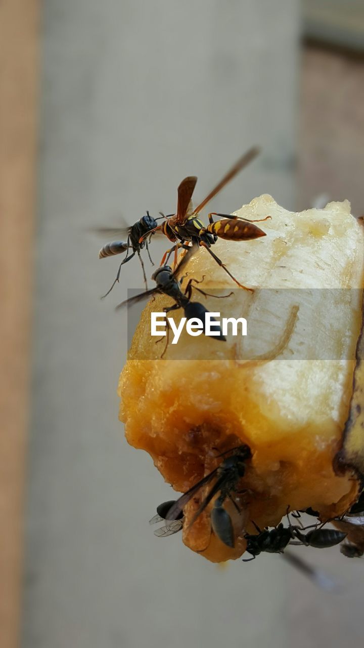 CLOSE-UP OF INSECT ON WALL