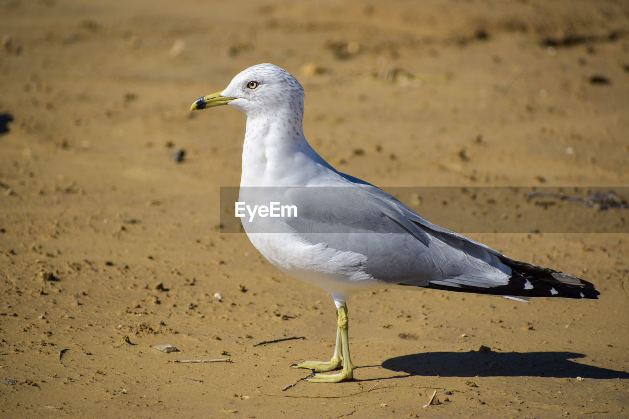 SEAGULL ON BEACH