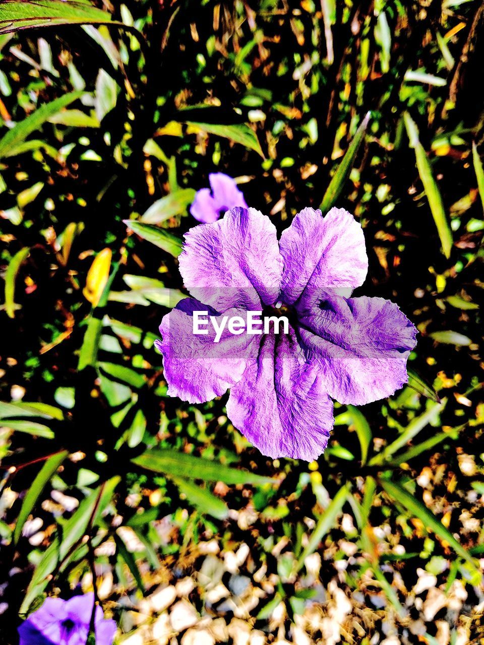 CLOSE-UP OF PURPLE IRIS FLOWER