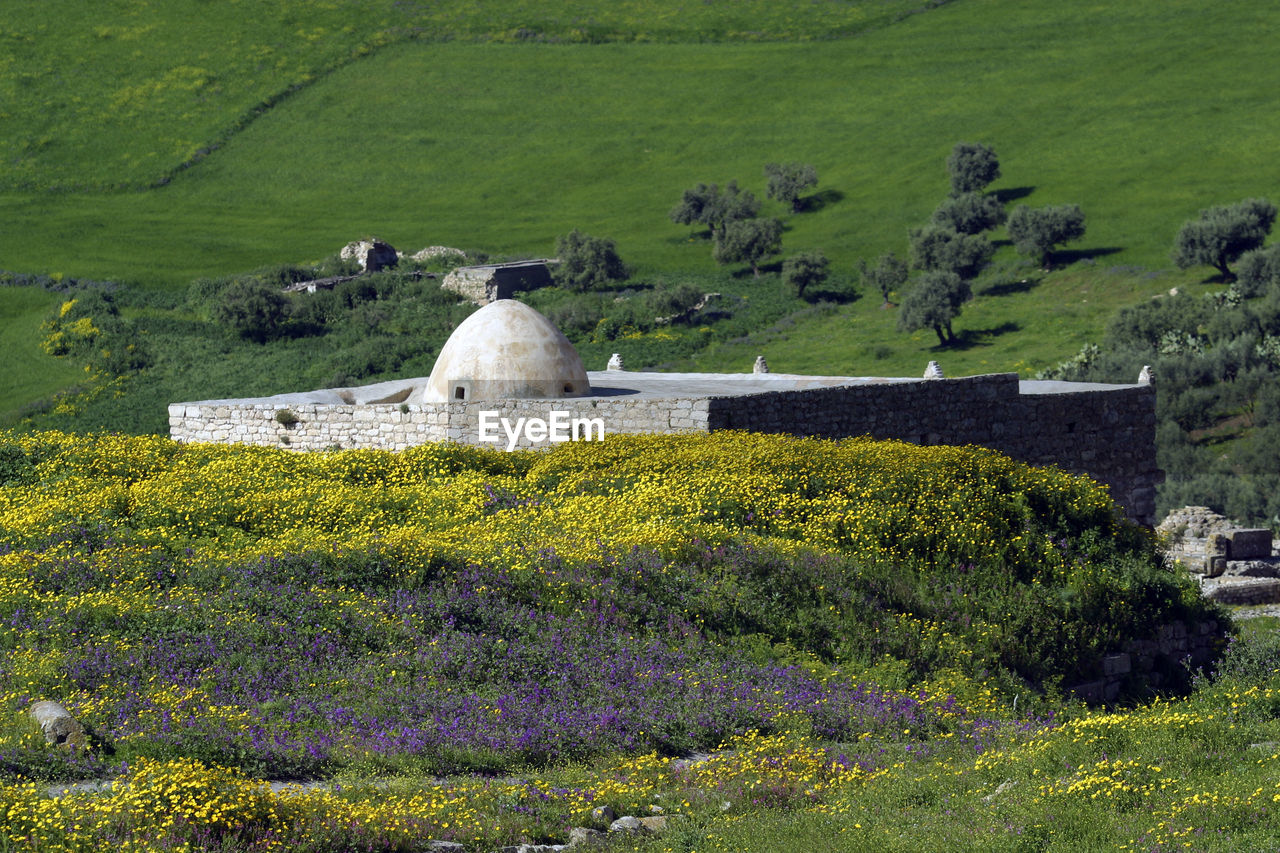 SCENIC VIEW OF GRASSY FIELD AND GREEN PLANTS