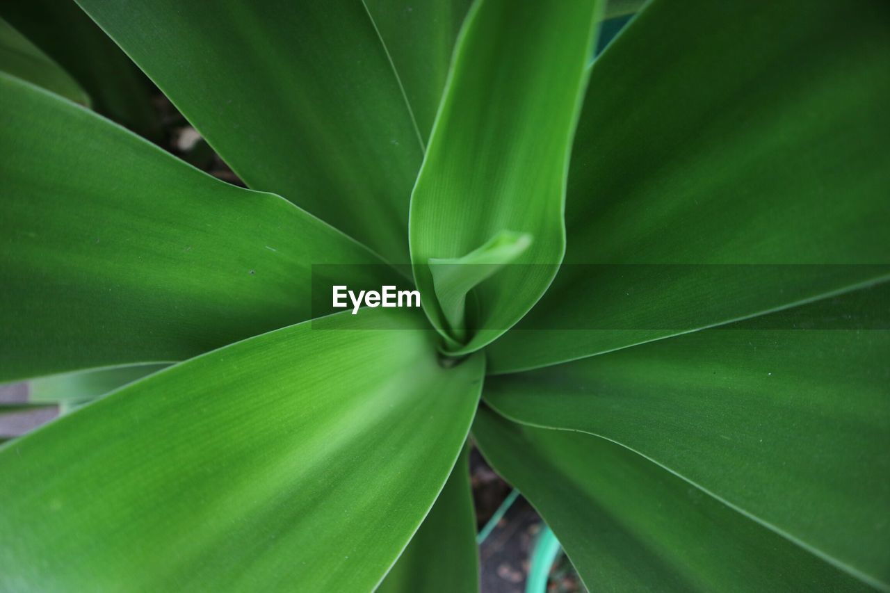 CLOSE-UP OF GREEN LEAF