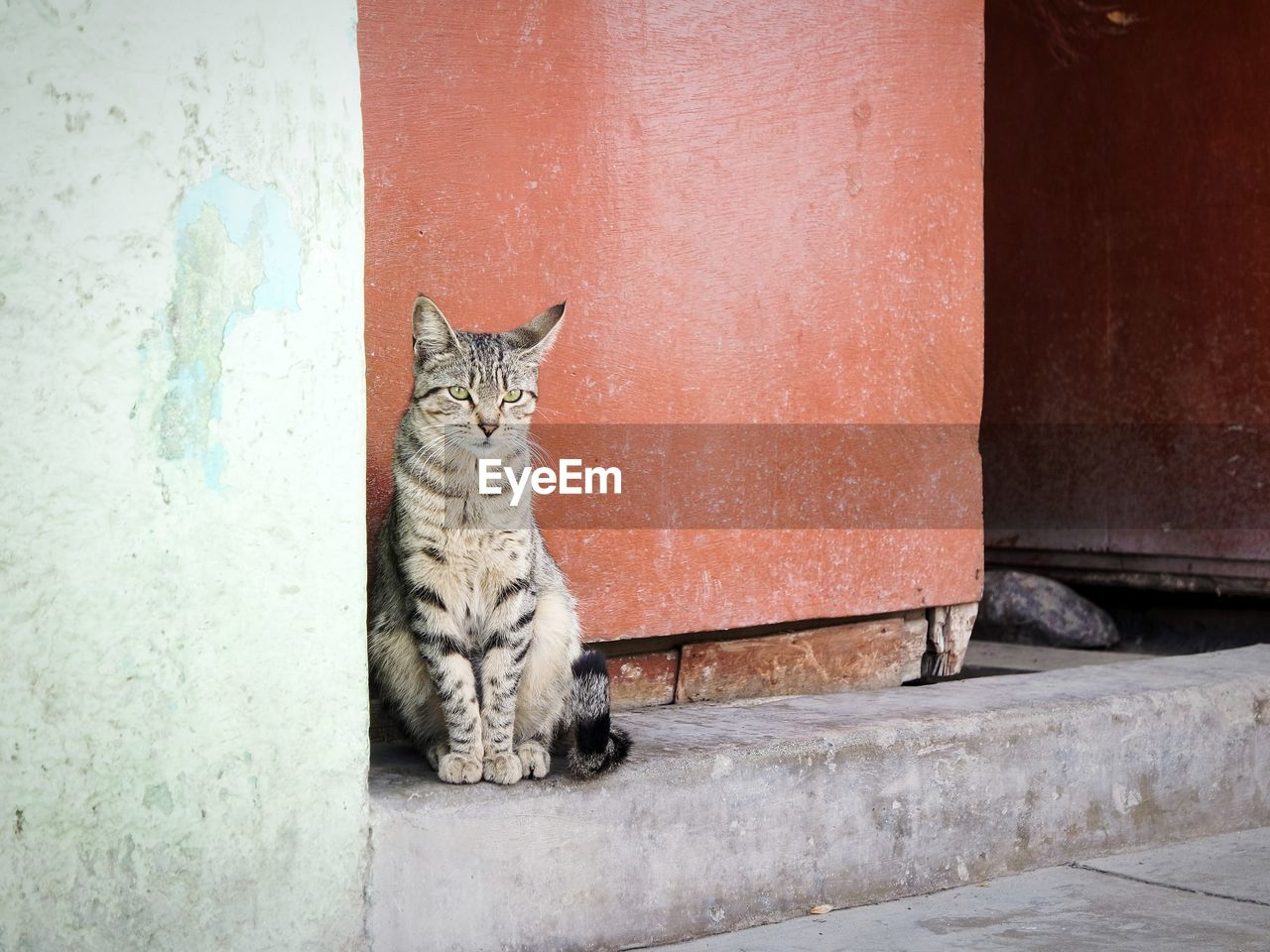 Portrait of cat sitting outdoors