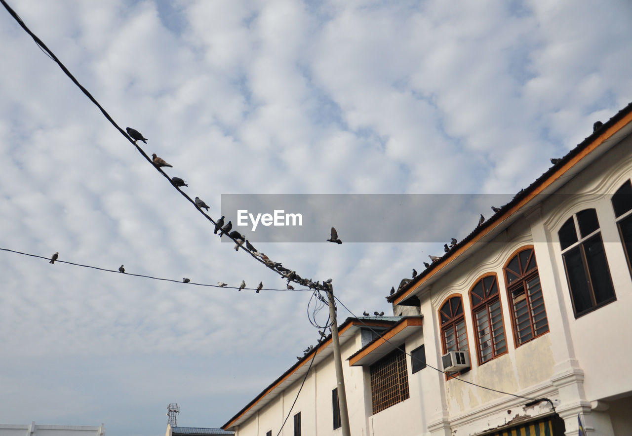 LOW ANGLE VIEW OF BIRDS ON CABLE AGAINST SKY