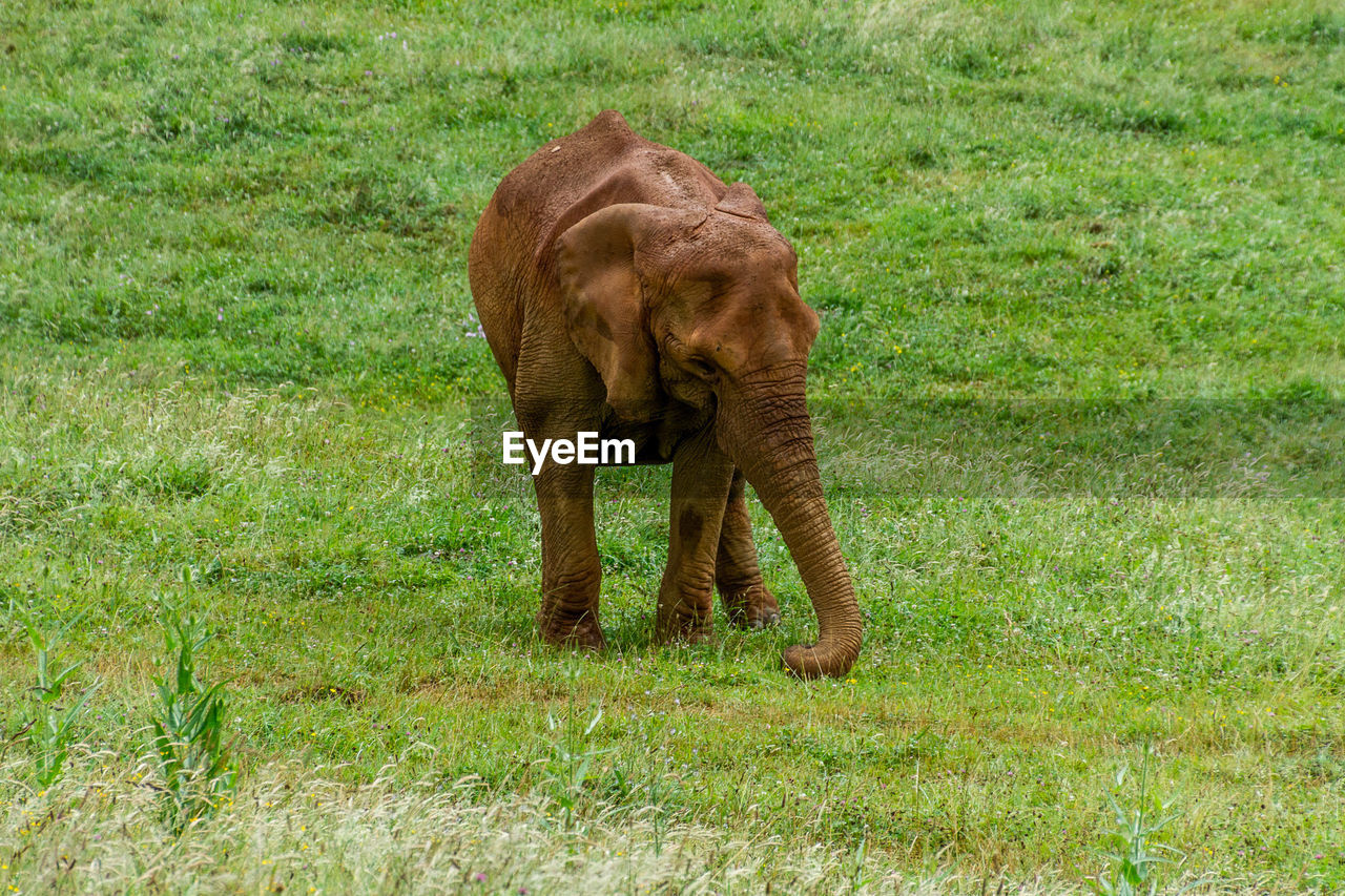 ELEPHANT IN FIELD