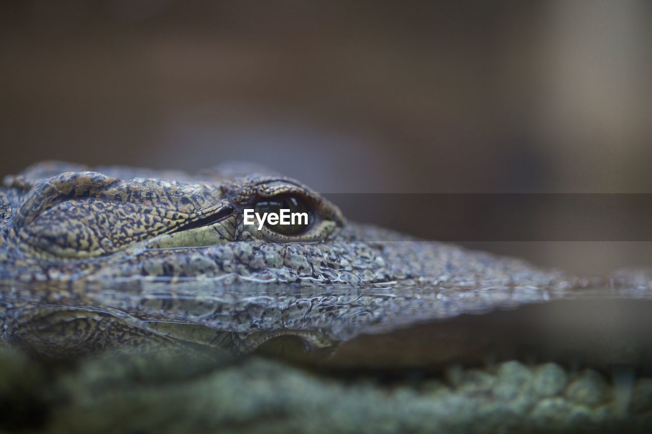 CLOSE-UP SIDE VIEW OF A LIZARD ON LEAF