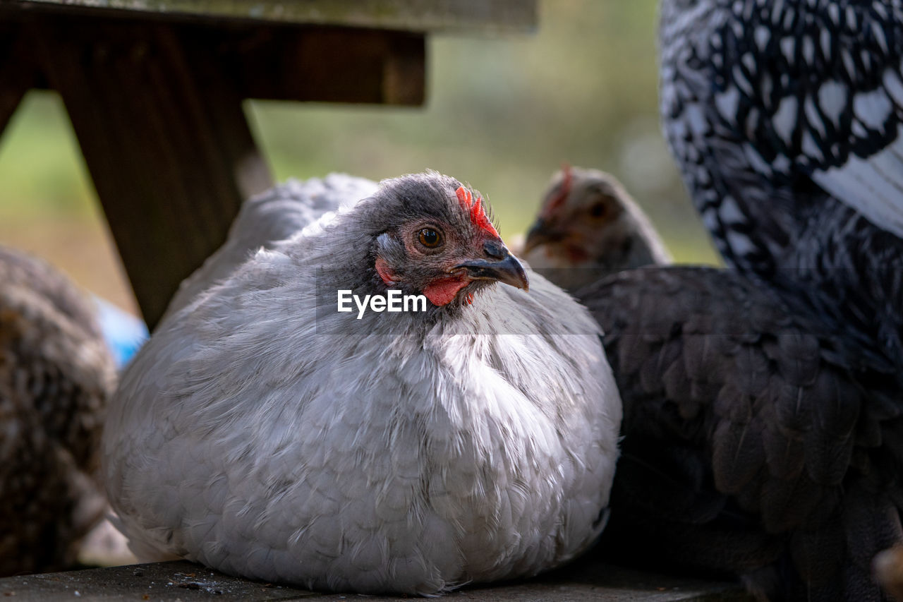 Young lavender orpington chicken resting on a picnic bench in a suburban backyard