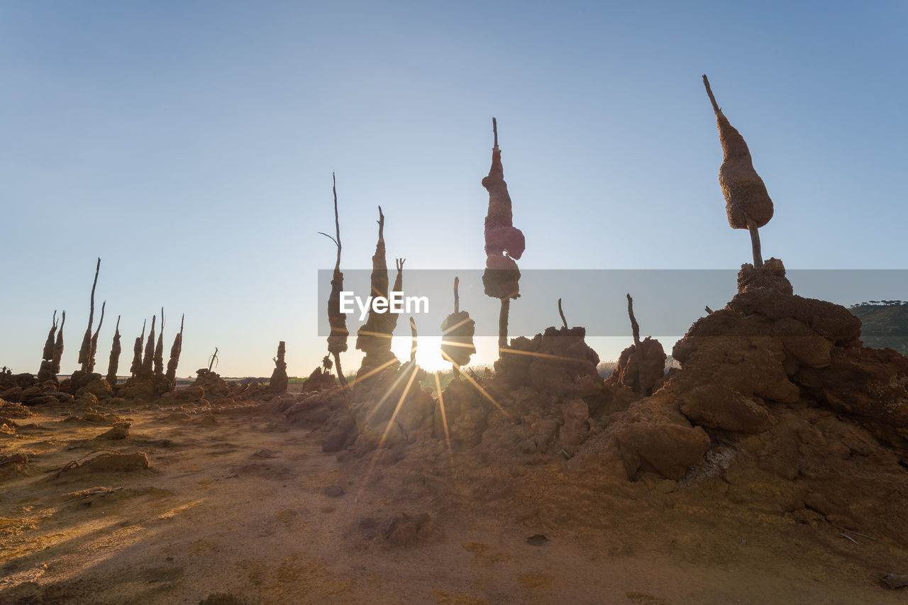 Dry trees on land against sky during sunset