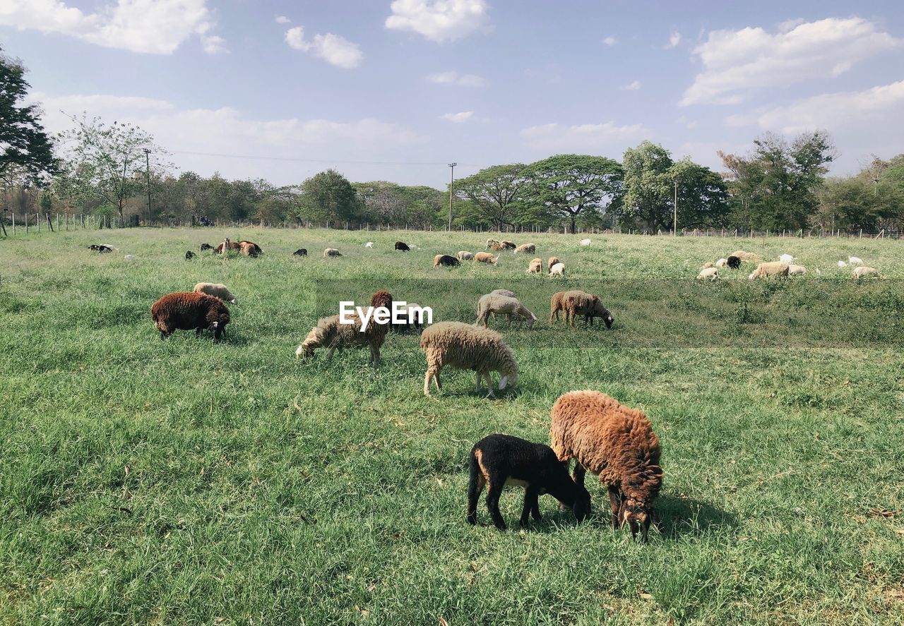 SHEEP GRAZING ON FIELD