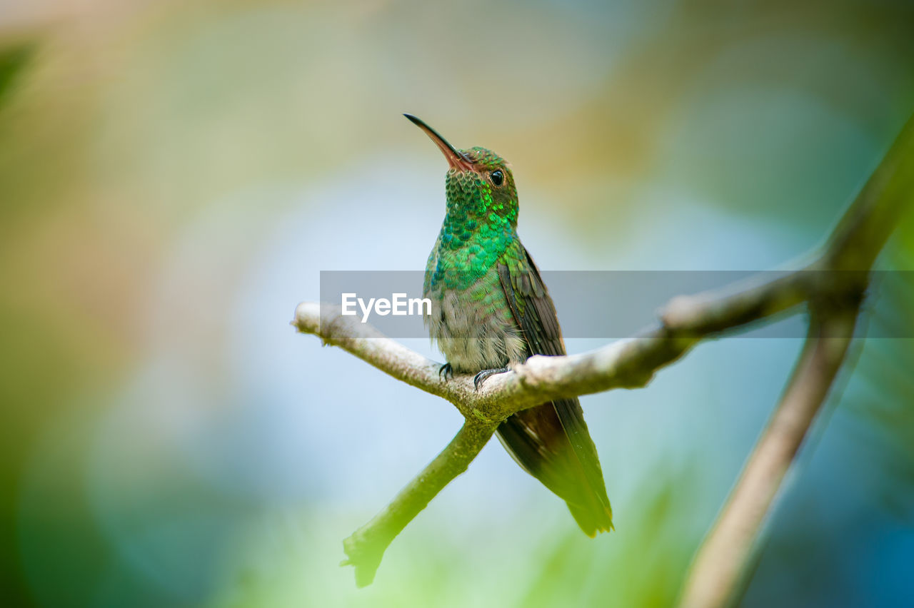 Close-up of bird perching on branch