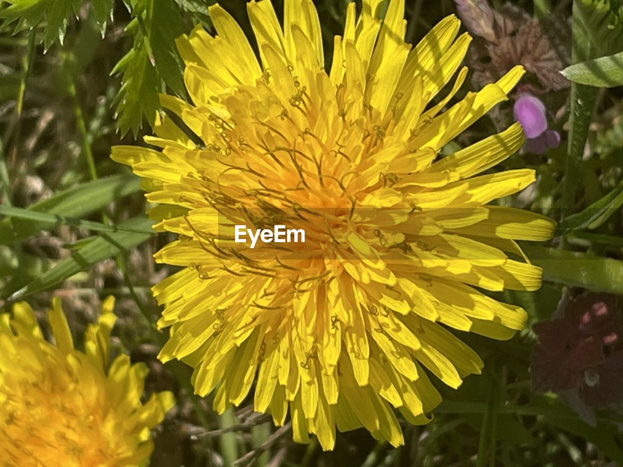 flower, flowering plant, plant, yellow, freshness, beauty in nature, flower head, growth, fragility, petal, inflorescence, close-up, nature, no people, outdoors, leaf, plant part, springtime, focus on foreground, day, dandelion, wildflower, green, vibrant color, sunlight, botany, blossom