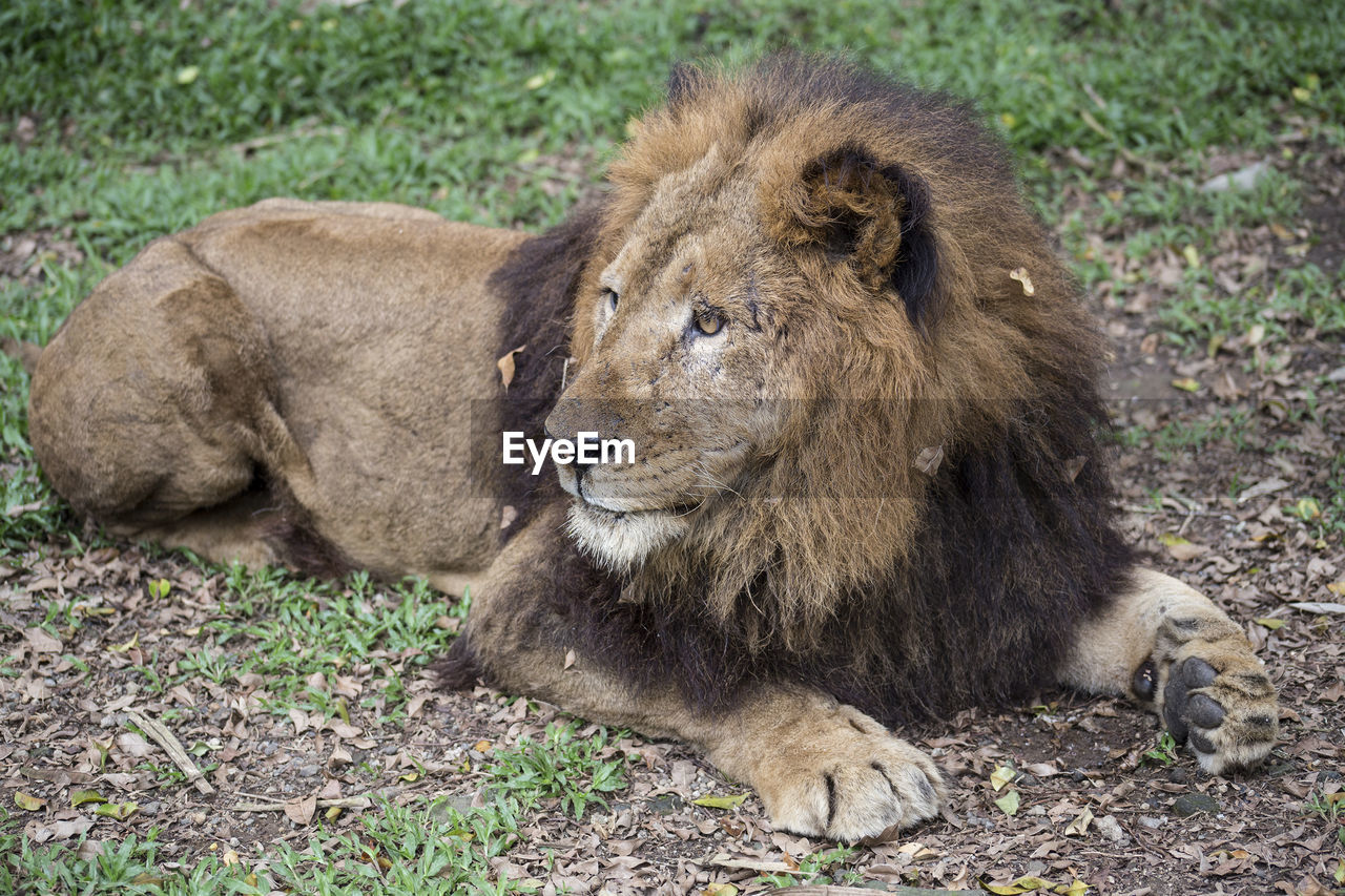 Lion relaxing on field