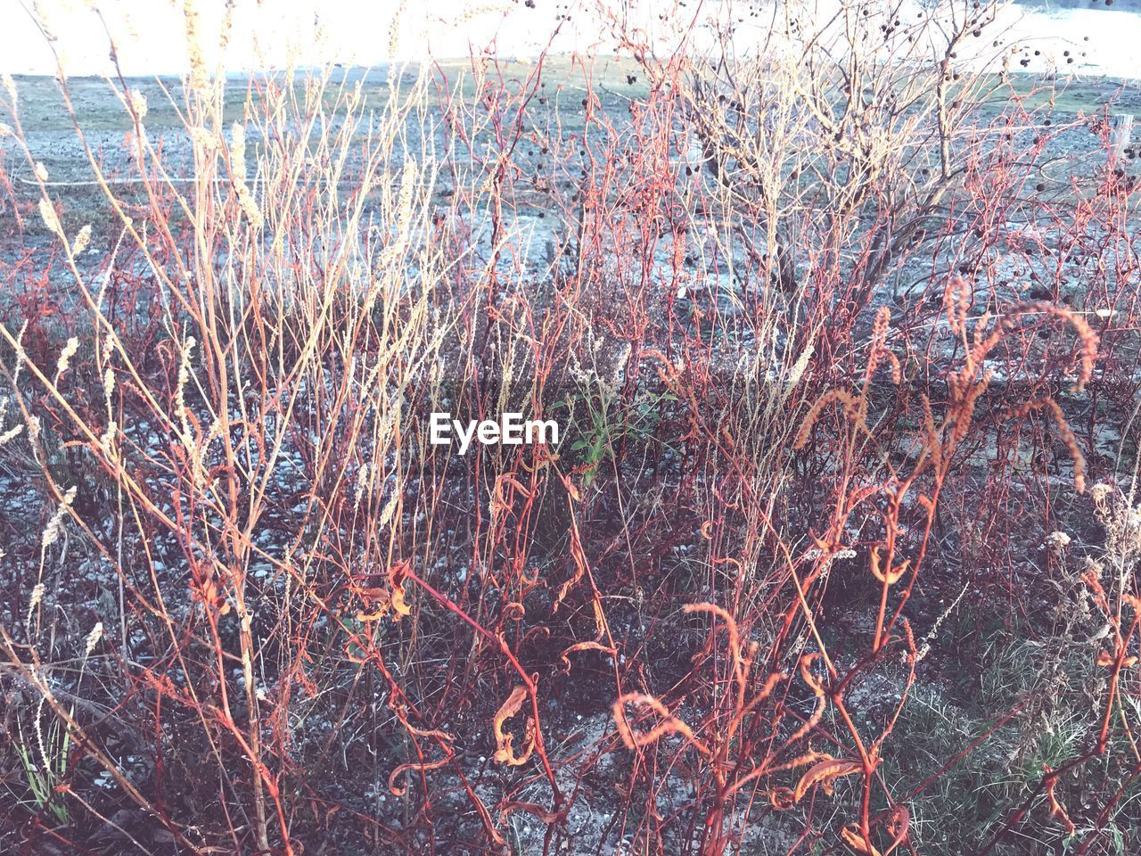 CLOSE-UP OF BARE PLANTS