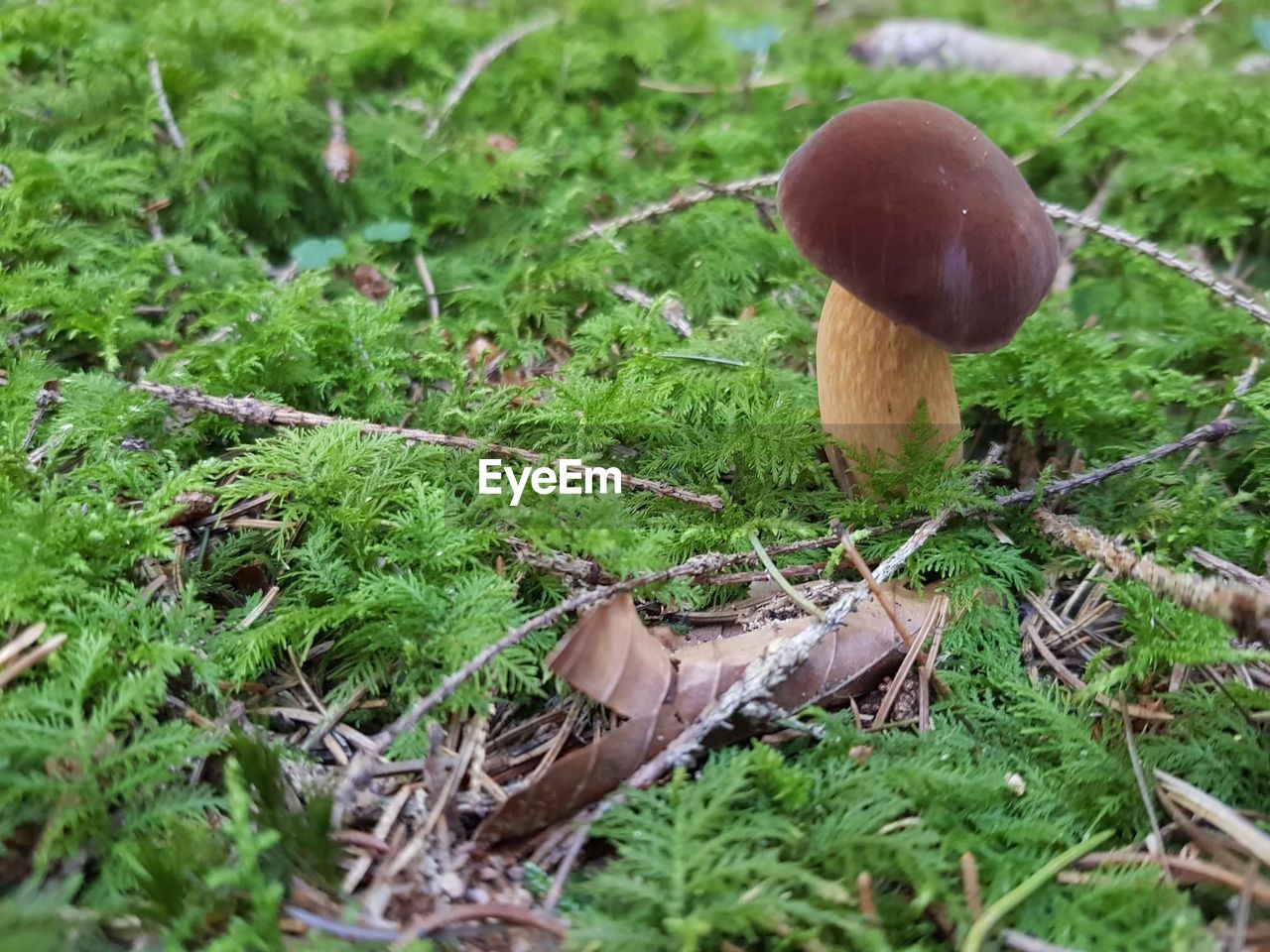 CLOSE-UP OF MUSHROOMS ON FIELD