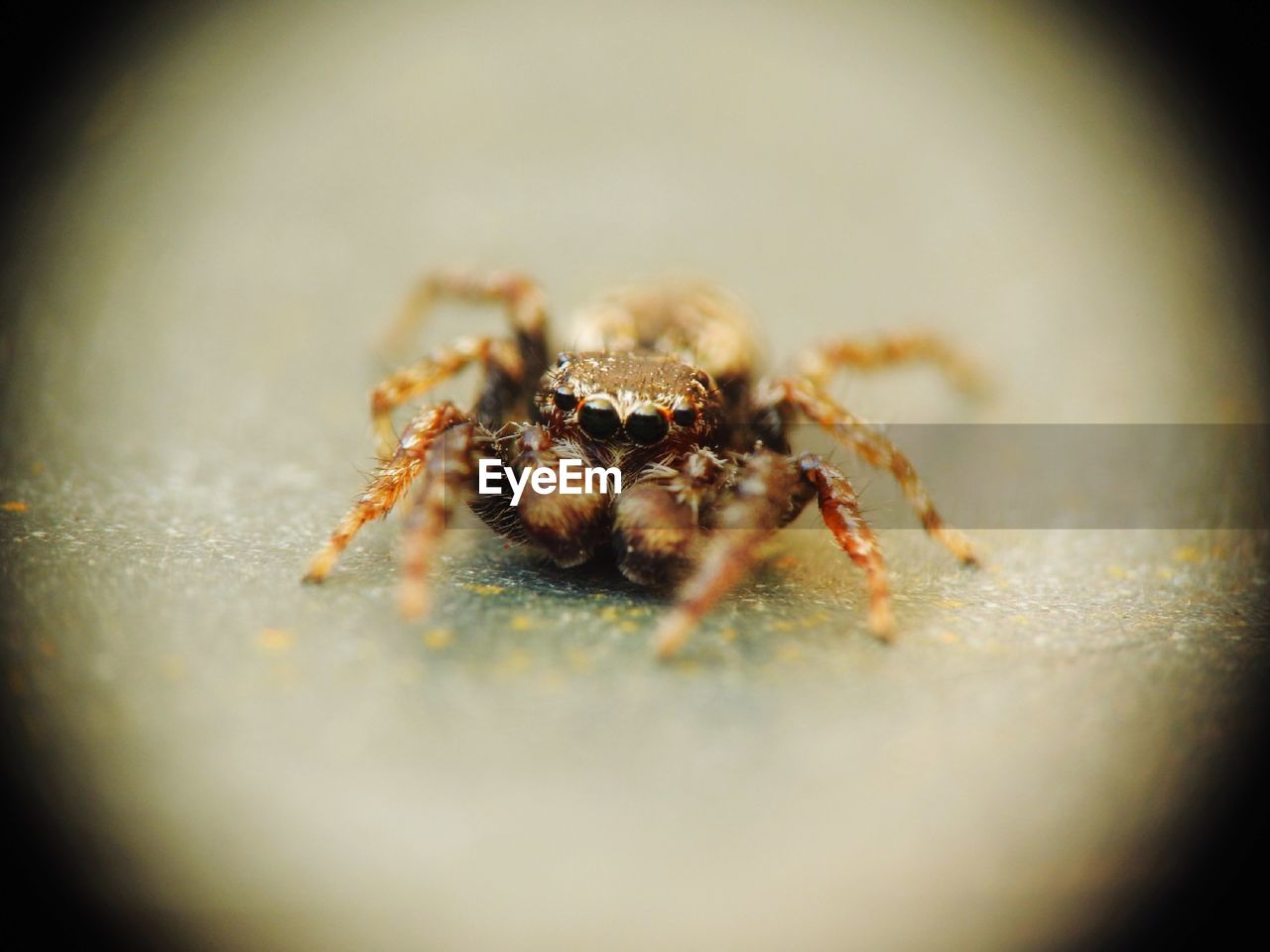 CLOSE-UP OF SPIDER ON A LAND