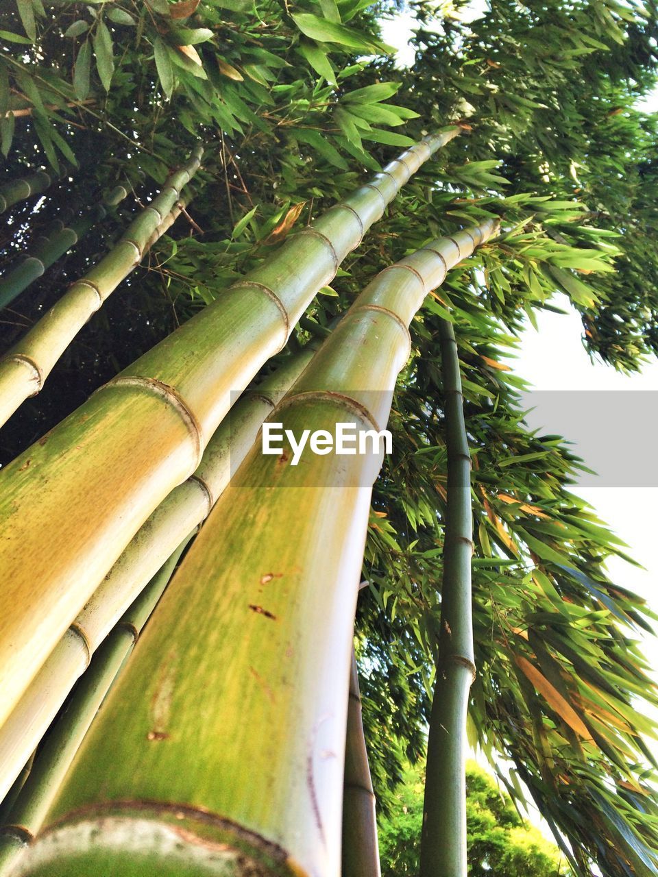 Low angle view of bamboo tree growing outdoors