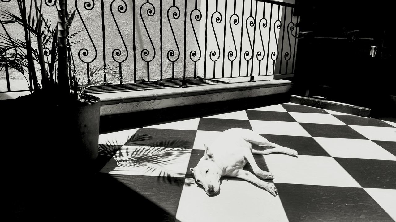 High angle view of dog relaxing on tiled floor