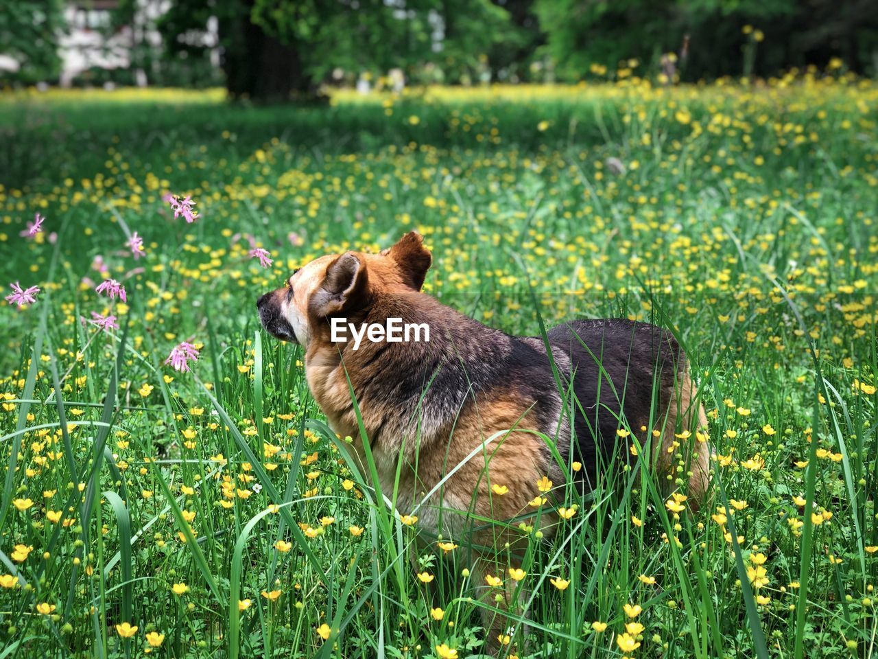 German shepherd dog surrounded by flowers growing in a forest during summer