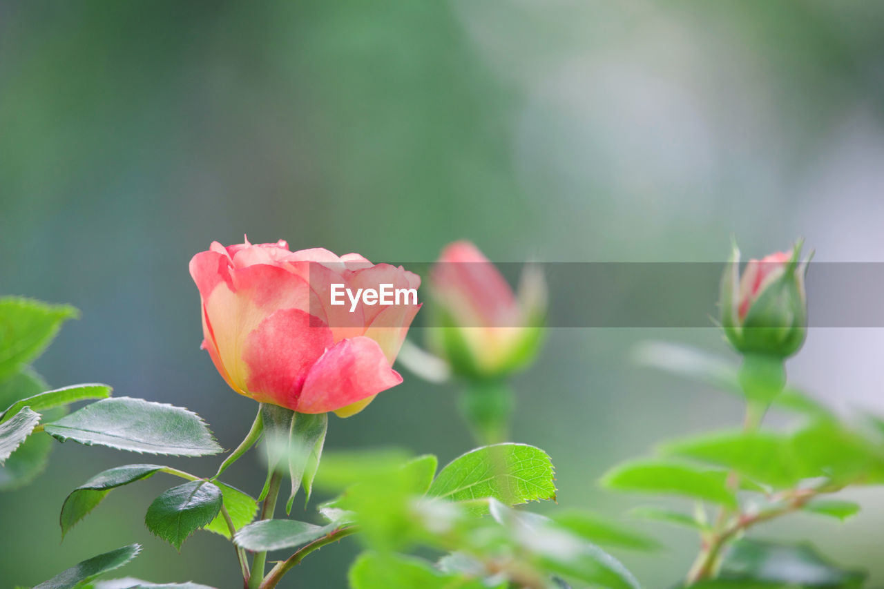 Close-up of pink flowering plant