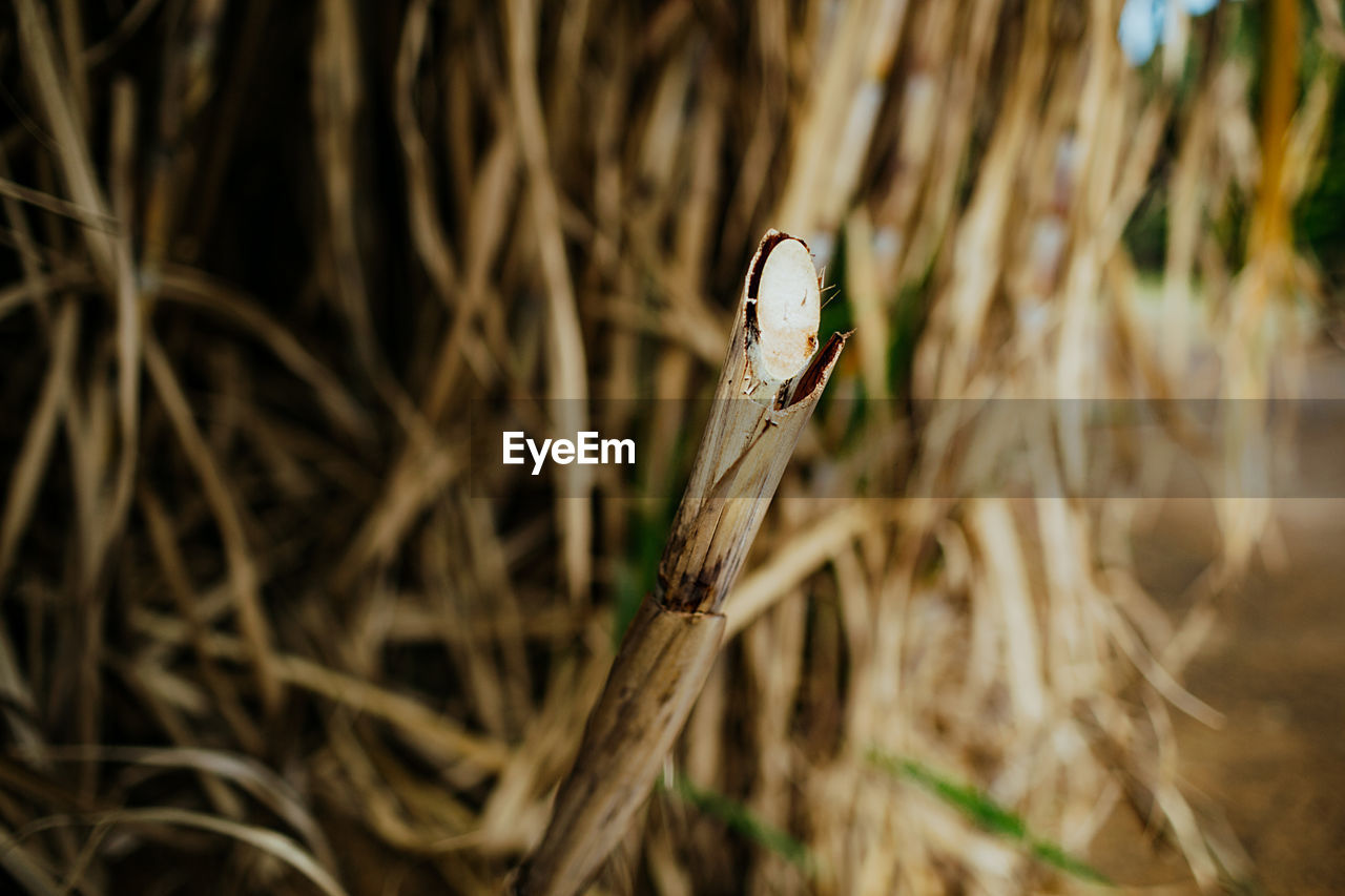 Close-up of sugar cane