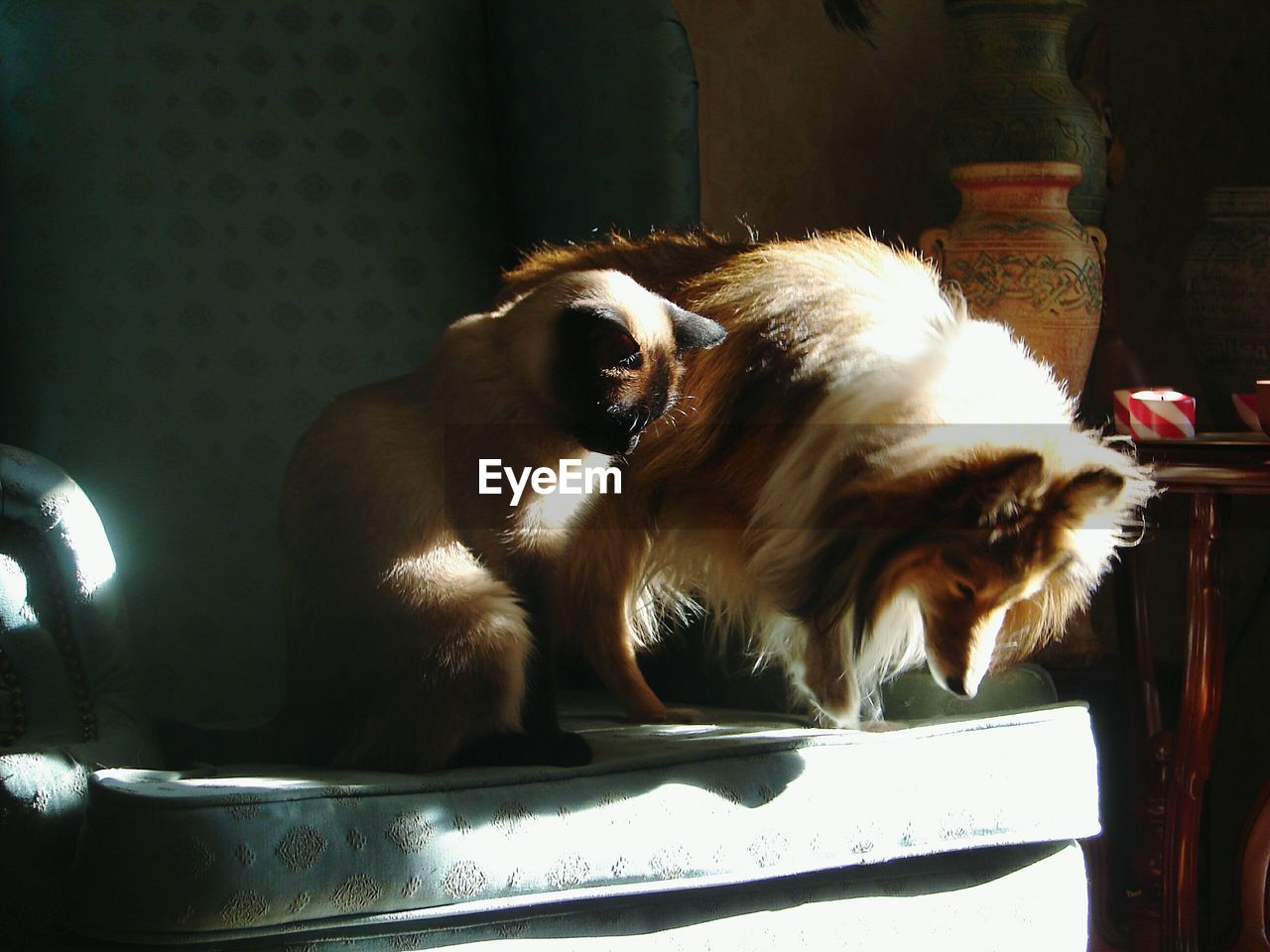 Close-up of dog with cat sitting on chair at home