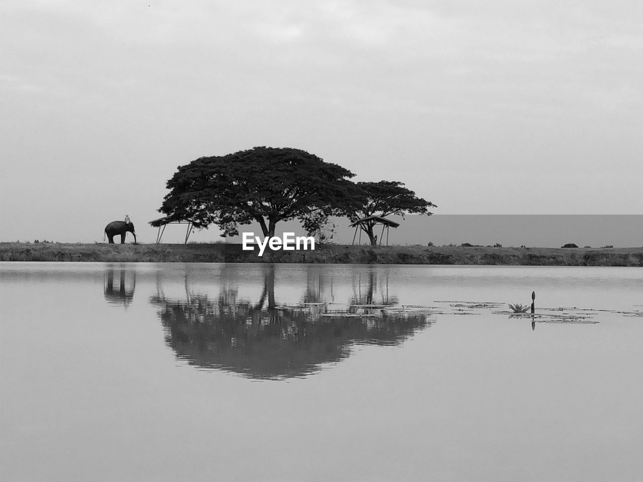 REFLECTION OF TREE IN LAKE AGAINST SKY