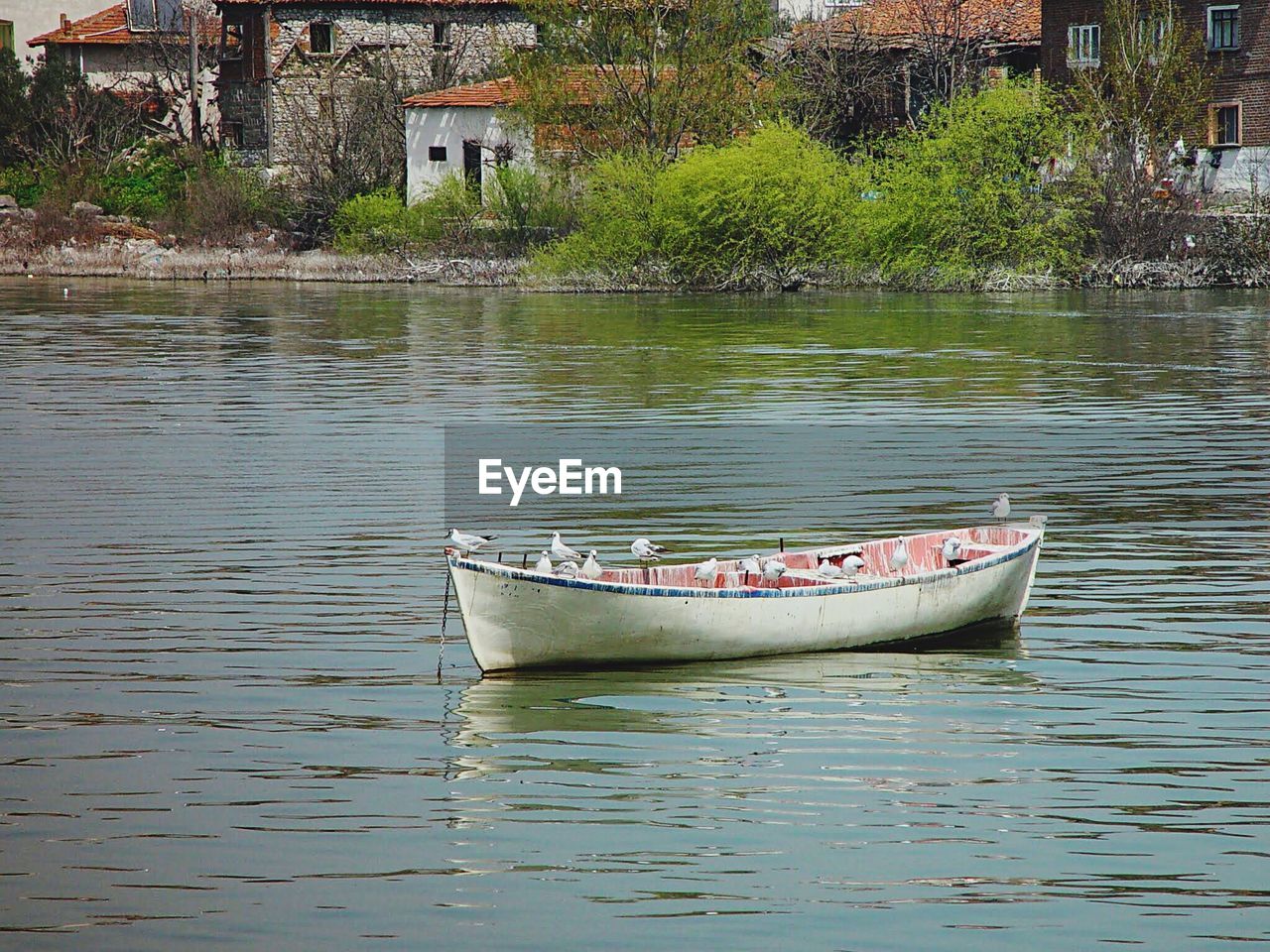 Seagulls perching on boat anchored in lake