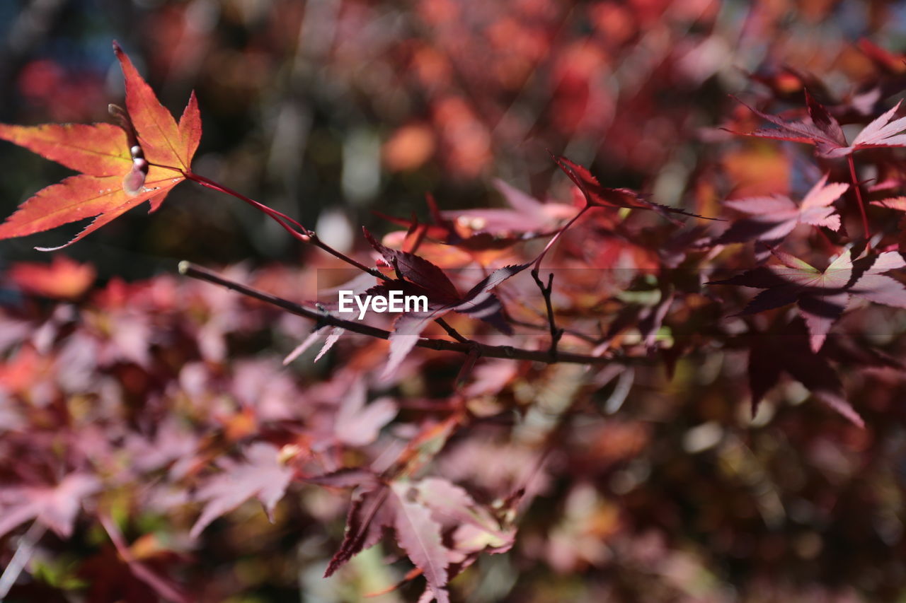 Close-up of maple leaves on branch