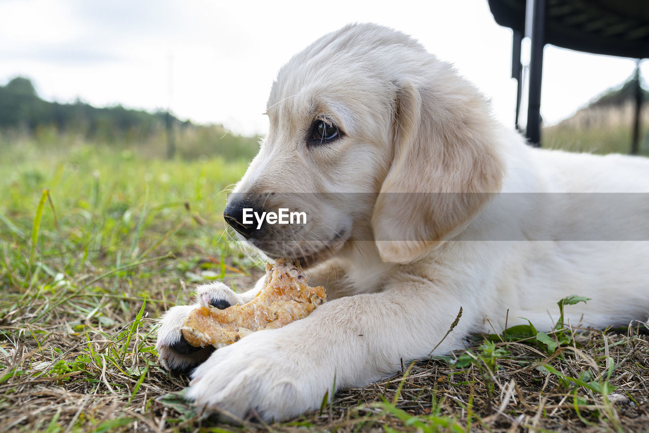 Male golden retriever dog eats a bone from pressed chicken bones outdoors lying in the grass.