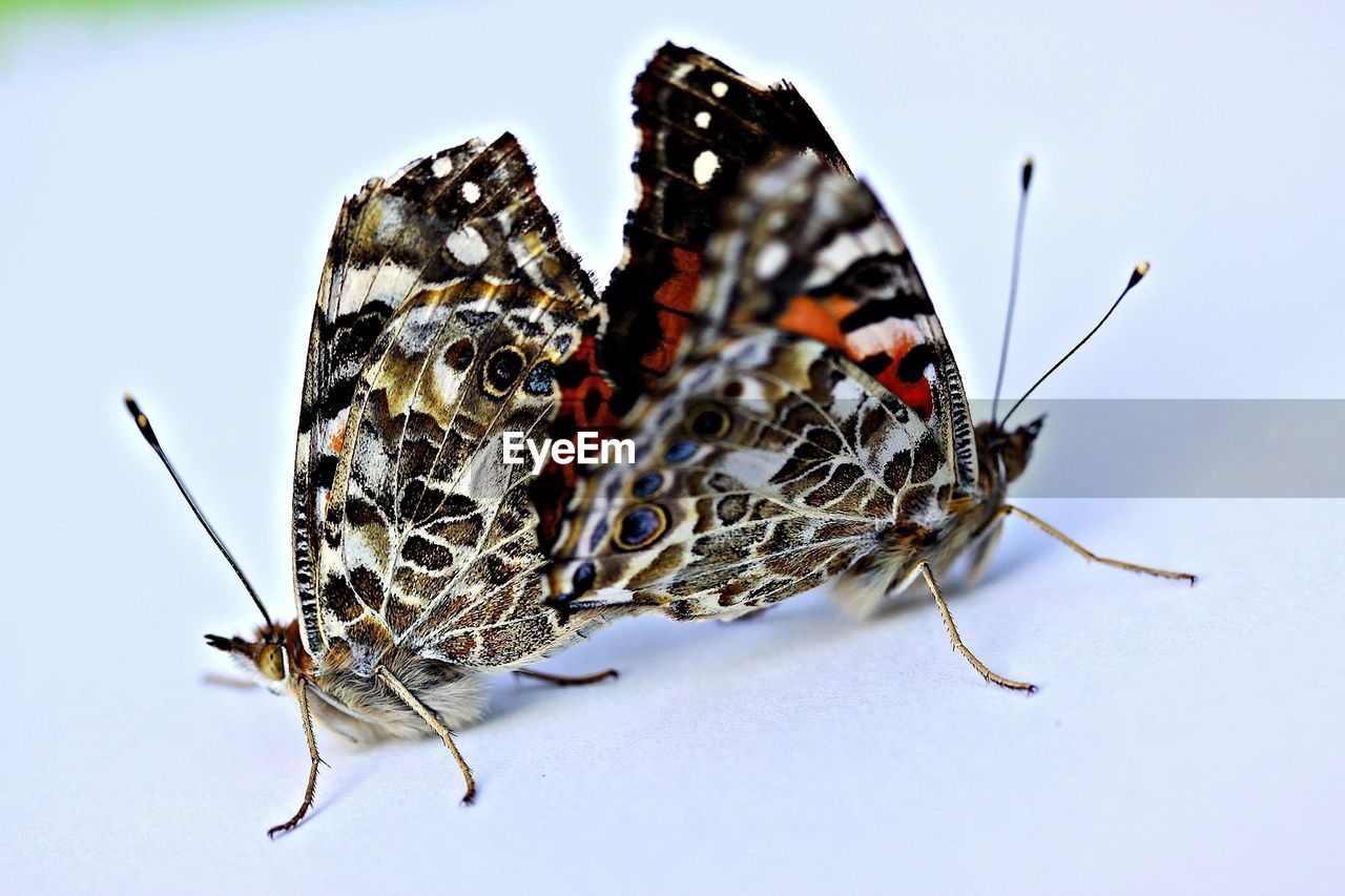 CLOSE-UP OF BUTTERFLY ON TREE TRUNK