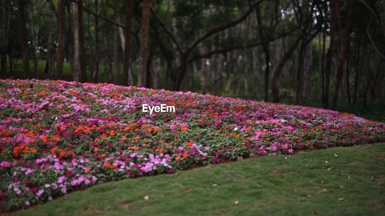 View of crocus flowers on landscape
