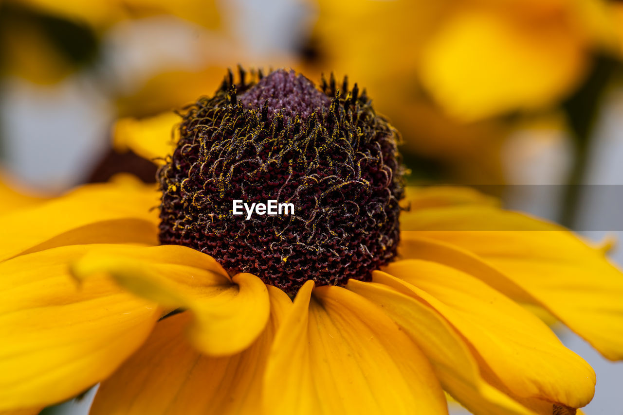 CLOSE-UP OF YELLOW SUNFLOWER ON FLOWER