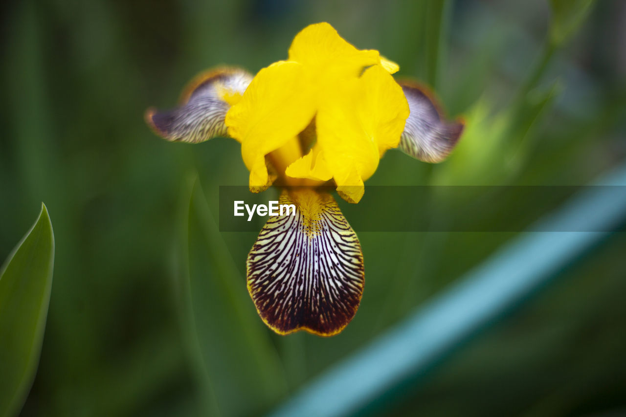 flower, yellow, plant, flowering plant, beauty in nature, close-up, macro photography, nature, freshness, fragility, growth, flower head, petal, focus on foreground, no people, plant stem, inflorescence, iris, animal, animal themes, outdoors, animal wildlife, day, selective focus