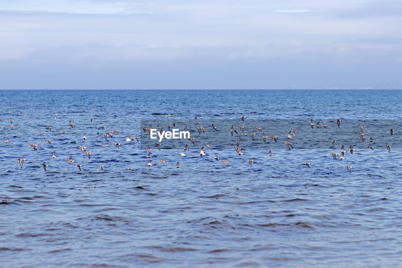 SEAGULLS ON SEA AGAINST SKY