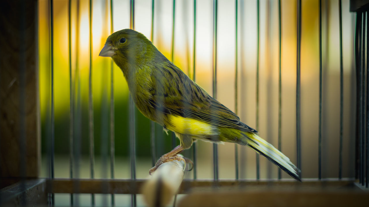 CLOSE-UP OF SPARROW PERCHING ON YELLOW