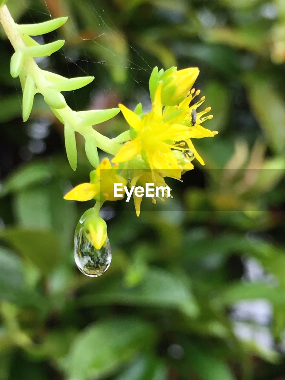 CLOSE-UP OF YELLOW FLOWERS BLOOMING