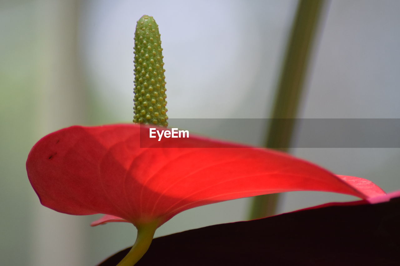 CLOSE-UP OF RED ROSE