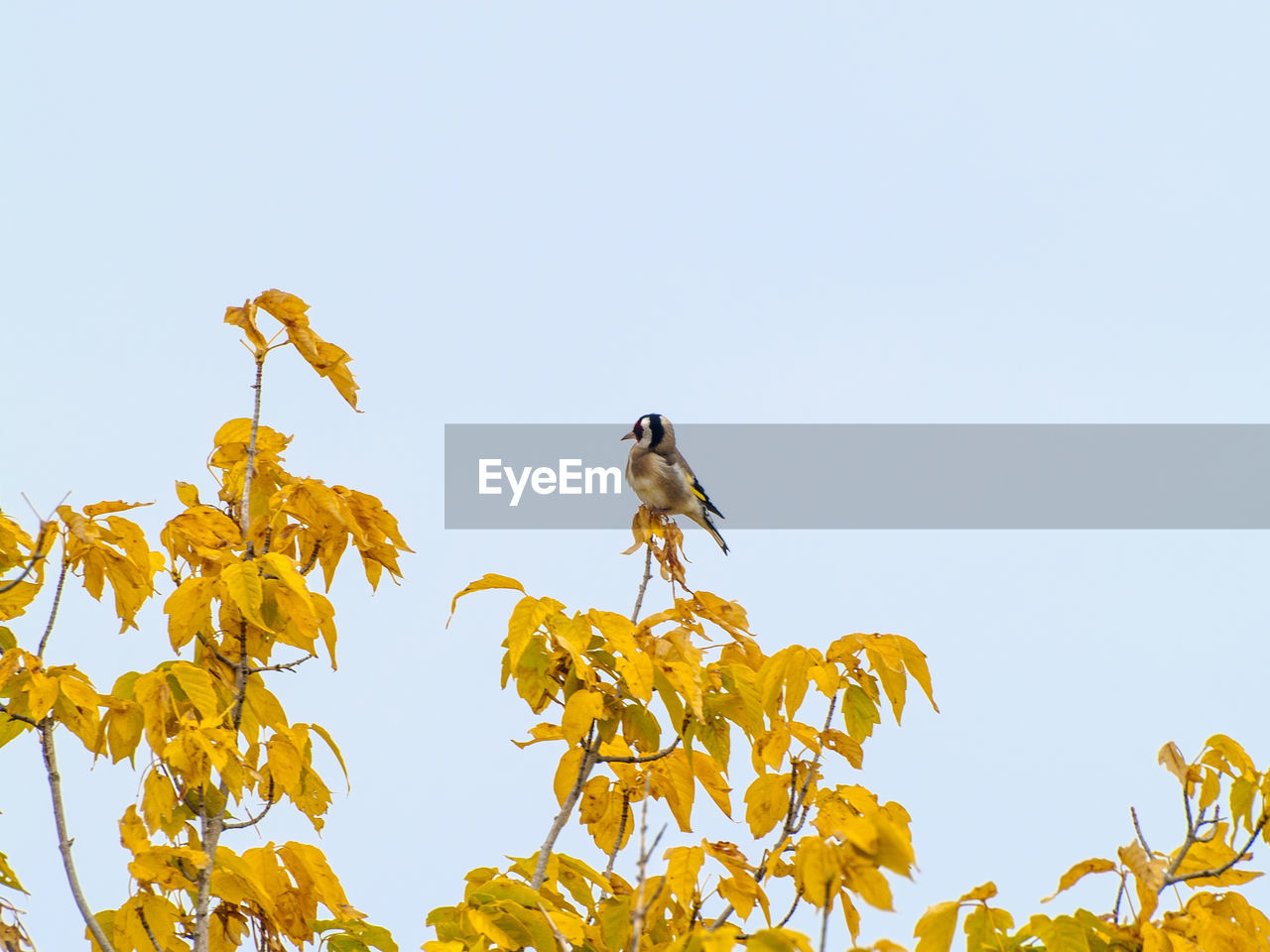 LOW ANGLE VIEW OF BIRD PERCHING ON YELLOW TREE AGAINST SKY