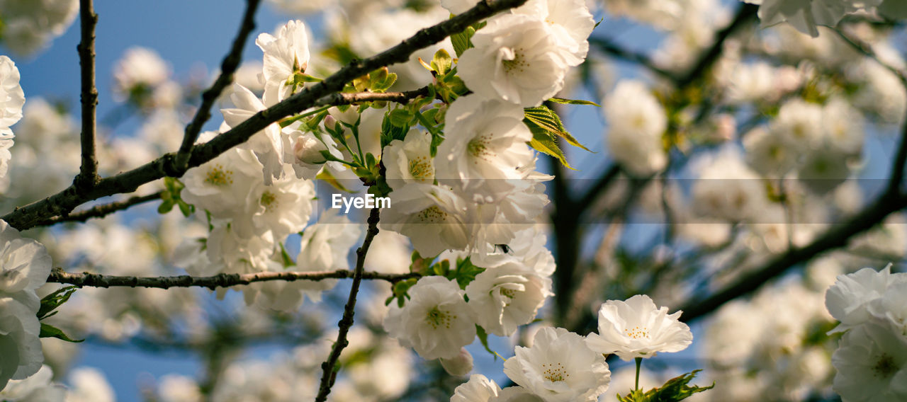 plant, flower, spring, flowering plant, blossom, branch, nature, beauty in nature, freshness, tree, growth, fragility, springtime, sunlight, white, close-up, focus on foreground, no people, petal, inflorescence, day, twig, flower head, sky, outdoors, agriculture, low angle view, cherry blossom, botany, fruit tree, produce, selective focus