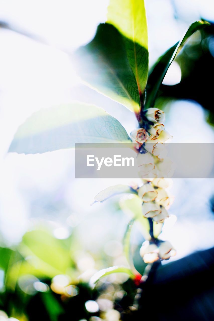 CLOSE-UP OF INSECT ON FLOWERS AGAINST BLURRED BACKGROUND