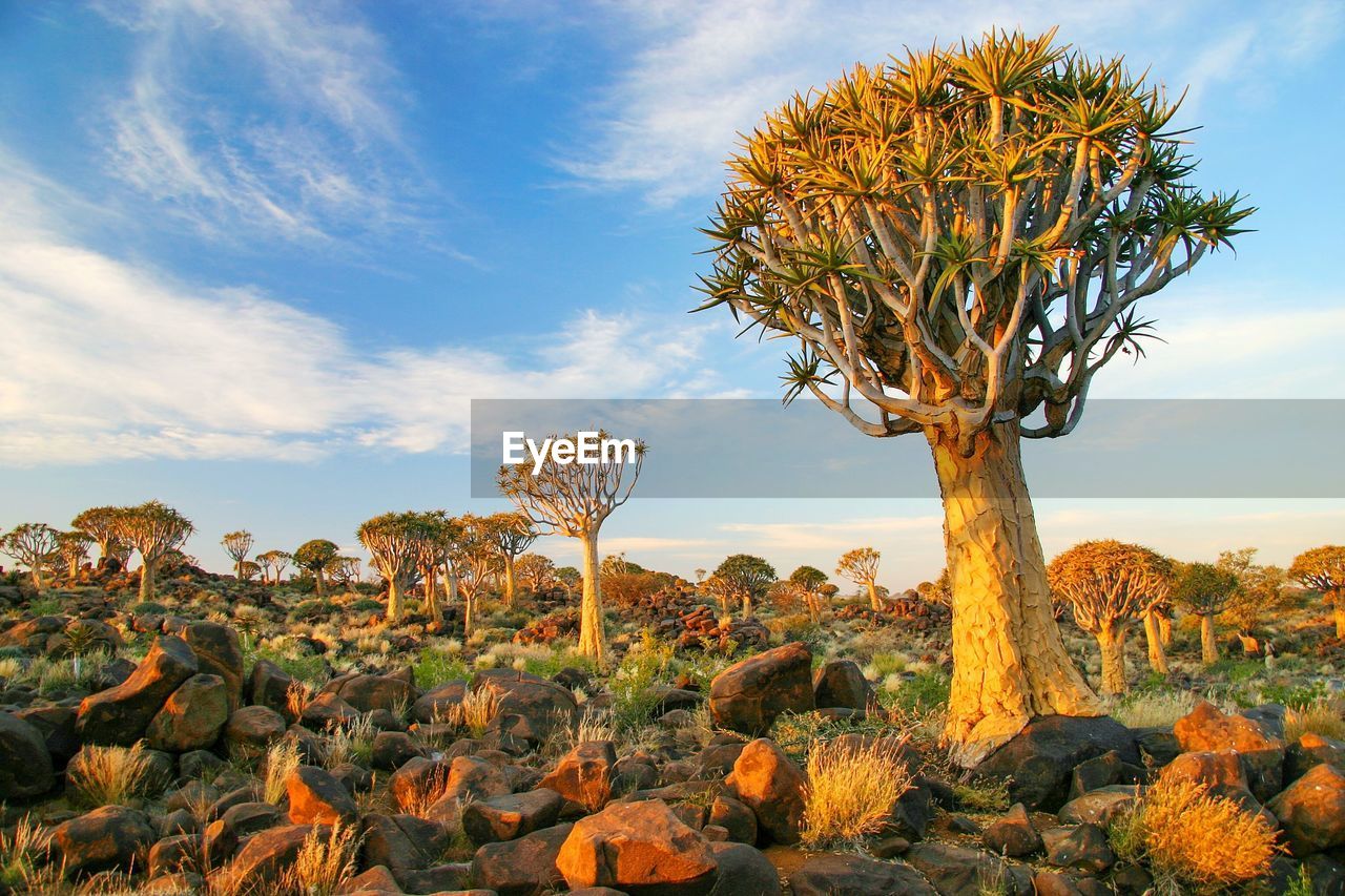 The quiver tree forest in namibia