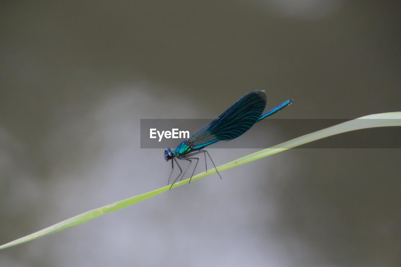 Close-up of damselfly perching on leaf against blurred background